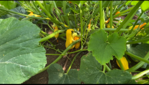 plants in greenhouse in garden 