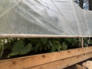 plants in greenhouse in garden 