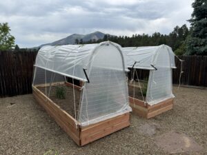 plants in greenhouse